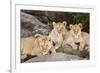 Tanzania, Africa. Three Lions sit in the shade of a rock outcropping.-Karen Ann Sullivan-Framed Photographic Print