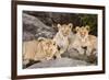 Tanzania, Africa. Three Lions sit in the shade of a rock outcropping.-Karen Ann Sullivan-Framed Photographic Print