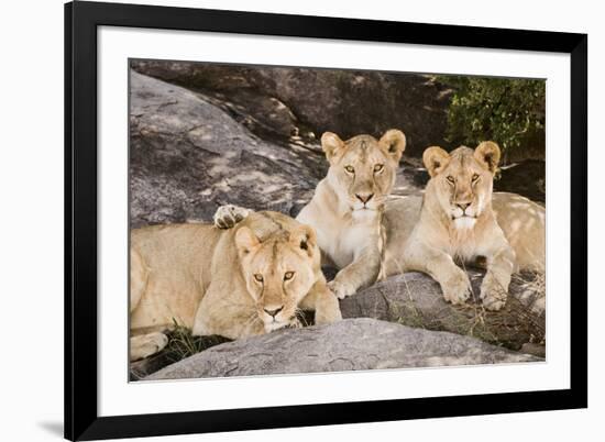 Tanzania, Africa. Three Lions sit in the shade of a rock outcropping.-Karen Ann Sullivan-Framed Photographic Print