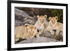 Tanzania, Africa. Three Lions sit in the shade of a rock outcropping.-Karen Ann Sullivan-Framed Photographic Print