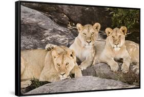 Tanzania, Africa. Three Lions sit in the shade of a rock outcropping.-Karen Ann Sullivan-Framed Stretched Canvas