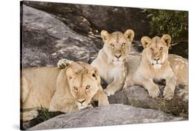 Tanzania, Africa. Three Lions sit in the shade of a rock outcropping.-Karen Ann Sullivan-Stretched Canvas