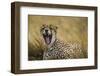 Tanzania. Cheetah yawning after a hunt on the plains of the Serengeti National Park.-Ralph H. Bendjebar-Framed Photographic Print