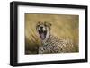 Tanzania. Cheetah yawning after a hunt on the plains of the Serengeti National Park.-Ralph H. Bendjebar-Framed Photographic Print