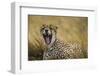 Tanzania. Cheetah yawning after a hunt on the plains of the Serengeti National Park.-Ralph H. Bendjebar-Framed Photographic Print