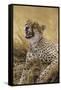 Tanzania. Cheetah yawning after a hunt on the plains of the Serengeti National Park.-Ralph H^ Bendjebar-Framed Stretched Canvas