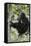 Tanzania, Chimpanzee Family Resting at Gombe Stream National Park-Kristin Mosher-Framed Stretched Canvas