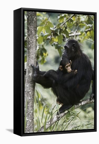 Tanzania, Chimpanzee Family Resting at Gombe Stream National Park-Kristin Mosher-Framed Stretched Canvas