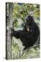 Tanzania, Chimpanzee Family Resting at Gombe Stream National Park-Kristin Mosher-Stretched Canvas