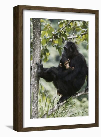 Tanzania, Chimpanzee Family Resting at Gombe Stream National Park-Kristin Mosher-Framed Photographic Print