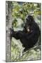 Tanzania, Chimpanzee Family Resting at Gombe Stream National Park-Kristin Mosher-Mounted Photographic Print