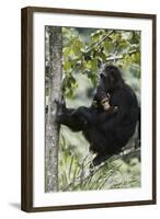 Tanzania, Chimpanzee Family Resting at Gombe Stream National Park-Kristin Mosher-Framed Photographic Print