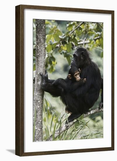 Tanzania, Chimpanzee Family Resting at Gombe Stream National Park-Kristin Mosher-Framed Photographic Print