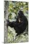 Tanzania, Chimpanzee Family Resting at Gombe Stream National Park-Kristin Mosher-Mounted Photographic Print