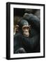 Tanzania, Chimpanzee Family Resting at Gombe Stream National Park-Kristin Mosher-Framed Photographic Print