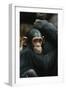 Tanzania, Chimpanzee Family Resting at Gombe Stream National Park-Kristin Mosher-Framed Photographic Print