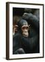 Tanzania, Chimpanzee Family Resting at Gombe Stream National Park-Kristin Mosher-Framed Photographic Print