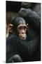 Tanzania, Chimpanzee Family Resting at Gombe Stream National Park-Kristin Mosher-Mounted Photographic Print