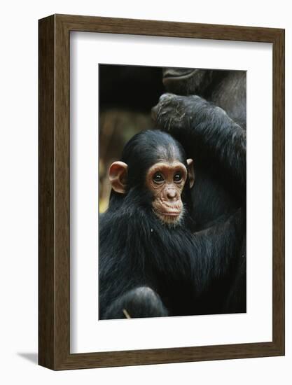 Tanzania, Chimpanzee Family Resting at Gombe Stream National Park-Kristin Mosher-Framed Photographic Print