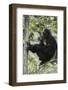 Tanzania, Chimpanzee Family Resting at Gombe Stream National Park-Kristin Mosher-Framed Photographic Print