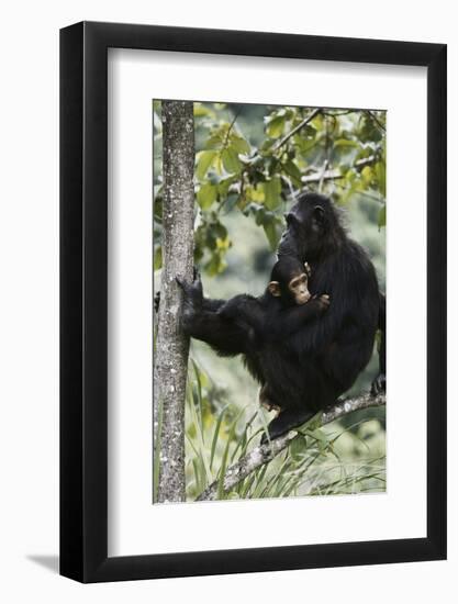 Tanzania, Chimpanzee Family Resting at Gombe Stream National Park-Kristin Mosher-Framed Photographic Print