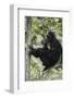 Tanzania, Chimpanzee Family Resting at Gombe Stream National Park-Kristin Mosher-Framed Photographic Print