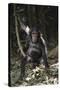 Tanzania, Chimpanzee Young Female at Gombe Stream National Park-Kristin Mosher-Stretched Canvas