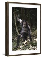 Tanzania, Chimpanzee Young Female at Gombe Stream National Park-Kristin Mosher-Framed Photographic Print