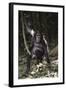 Tanzania, Chimpanzee Young Female at Gombe Stream National Park-Kristin Mosher-Framed Photographic Print