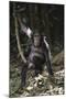 Tanzania, Chimpanzee Young Female at Gombe Stream National Park-Kristin Mosher-Mounted Photographic Print