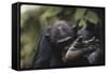 Tanzania, Gombe Stream National Park, Chimpanzee Foot, Close-Up-Kristin Mosher-Framed Stretched Canvas