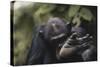 Tanzania, Gombe Stream National Park, Chimpanzee Foot, Close-Up-Kristin Mosher-Stretched Canvas