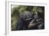 Tanzania, Gombe Stream National Park, Chimpanzee Foot, Close-Up-Kristin Mosher-Framed Photographic Print