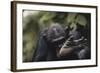 Tanzania, Gombe Stream National Park, Chimpanzee Foot, Close-Up-Kristin Mosher-Framed Photographic Print