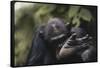 Tanzania, Gombe Stream National Park, Chimpanzee Foot, Close-Up-Kristin Mosher-Framed Stretched Canvas
