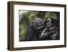 Tanzania, Gombe Stream National Park, Chimpanzee Foot, Close-Up-Kristin Mosher-Framed Photographic Print