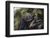 Tanzania, Gombe Stream National Park, Chimpanzee Foot, Close-Up-Kristin Mosher-Framed Photographic Print