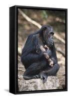 Tanzania, Gombe Stream National Park, Chimpanzees Sitting on Rock-Kristin Mosher-Framed Stretched Canvas