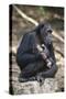 Tanzania, Gombe Stream National Park, Chimpanzees Sitting on Rock-Kristin Mosher-Stretched Canvas