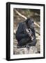 Tanzania, Gombe Stream National Park, Chimpanzees Sitting on Rock-Kristin Mosher-Framed Photographic Print