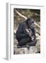 Tanzania, Gombe Stream National Park, Chimpanzees Sitting on Rock-Kristin Mosher-Framed Photographic Print
