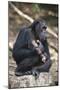 Tanzania, Gombe Stream National Park, Chimpanzees Sitting on Rock-Kristin Mosher-Mounted Photographic Print