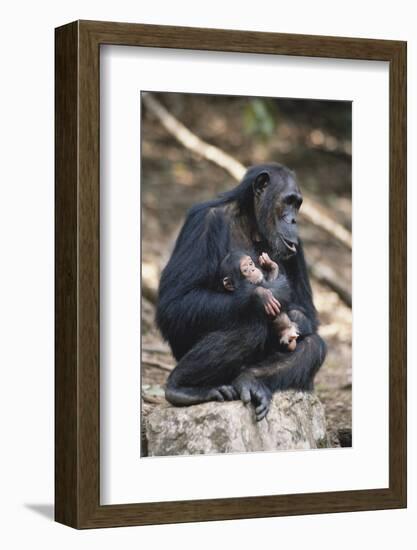 Tanzania, Gombe Stream National Park, Chimpanzees Sitting on Rock-Kristin Mosher-Framed Photographic Print