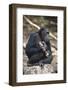Tanzania, Gombe Stream National Park, Chimpanzees Sitting on Rock-Kristin Mosher-Framed Photographic Print