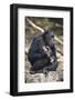 Tanzania, Gombe Stream National Park, Chimpanzees Sitting on Rock-Kristin Mosher-Framed Photographic Print