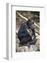 Tanzania, Gombe Stream National Park, Chimpanzees Sitting on Rock-Kristin Mosher-Framed Photographic Print