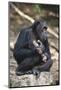 Tanzania, Gombe Stream National Park, Chimpanzees Sitting on Rock-Kristin Mosher-Mounted Photographic Print