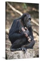 Tanzania, Gombe Stream National Park, Chimpanzees Sitting on Rock-Kristin Mosher-Stretched Canvas