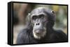 Tanzania, Gombe Stream National Park, Close-Up of Male Chimpanzee-Kristin Mosher-Framed Stretched Canvas