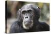 Tanzania, Gombe Stream National Park, Close-Up of Male Chimpanzee-Kristin Mosher-Stretched Canvas